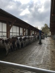 Zollikofen